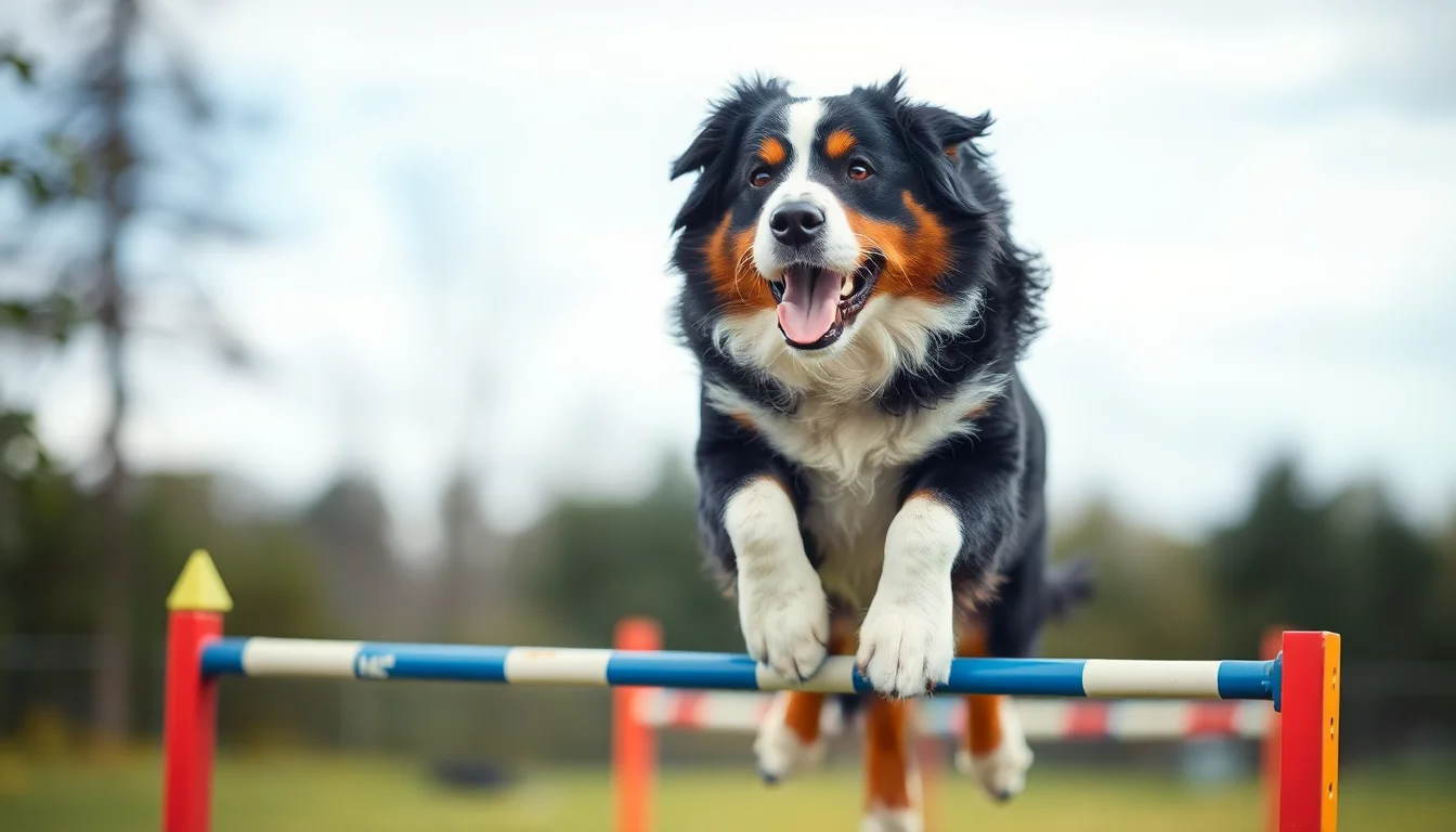 Bernes de la Montaña en deportes caninos: agility, obediencia, rally