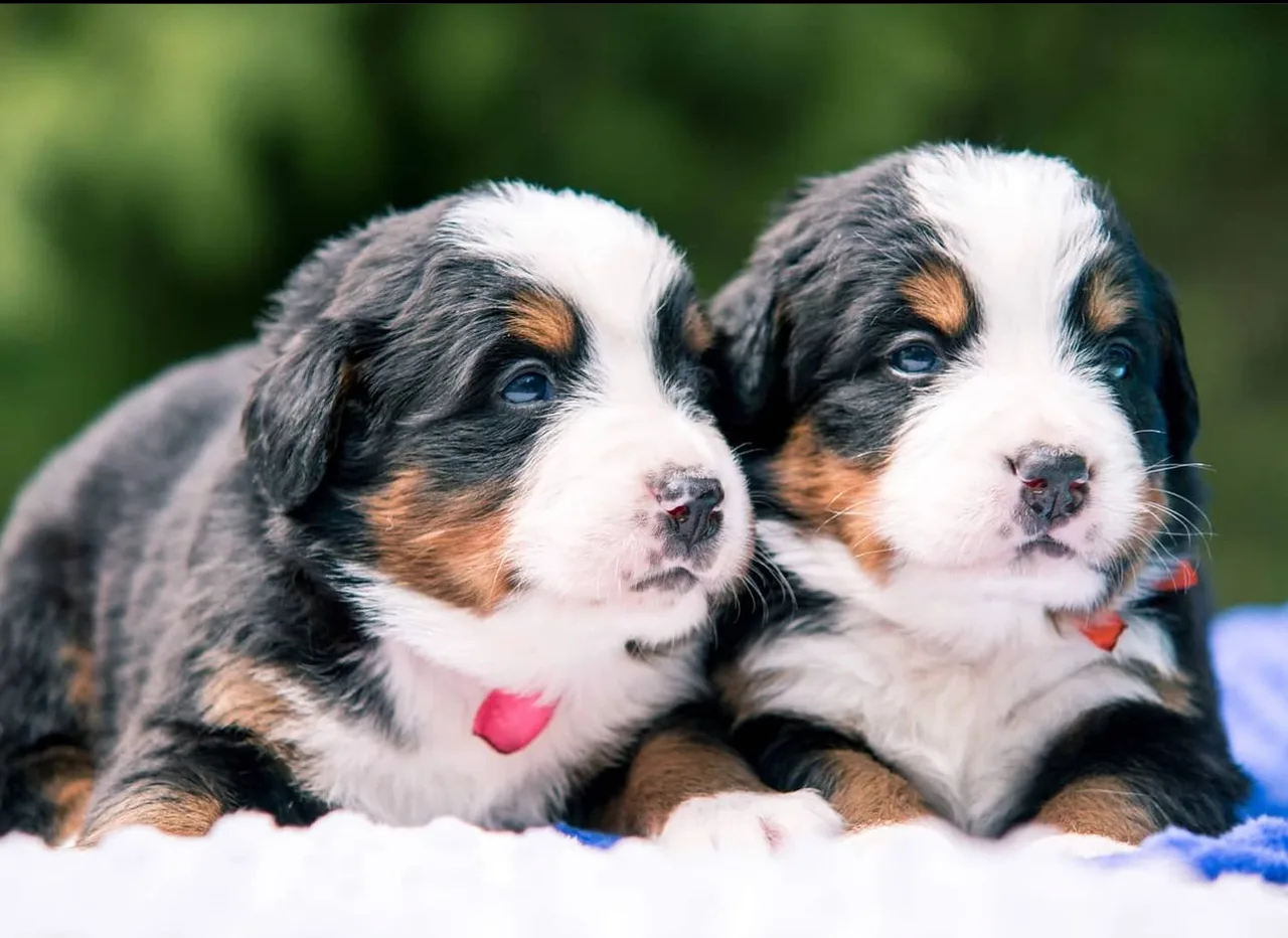 Documentación y pedigree de un cachorro Bernes de la Montaña