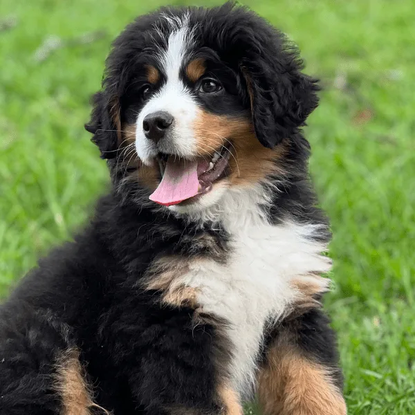 Cachorro Bernes de la Montaña mostrando marcas tricolores según estándar FCI
