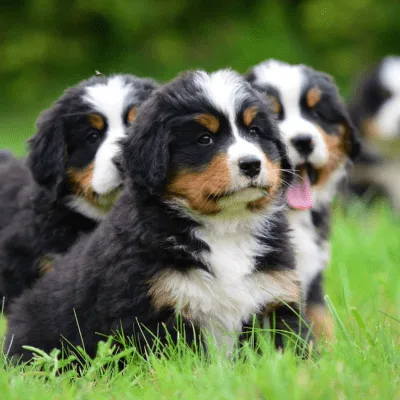 Comunidad de propietarios de Bernes de la Montaña en encuentro