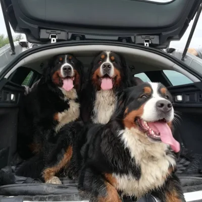 Protegiendo al Bernes de la Montaña del calor en Latinoamérica