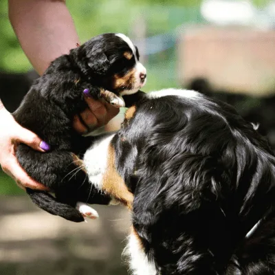 Revisión veterinaria de reproductor Bernes de la Montaña