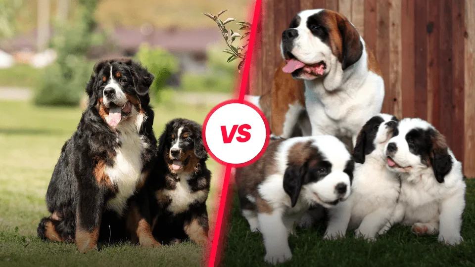 Bernes de la Montaña junto a San Bernardo comparativa